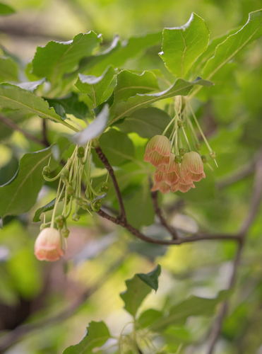 Enkianthus deflexus, photograph 5