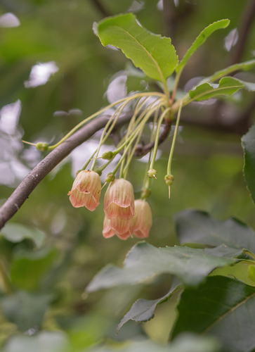 Enkianthus deflexus, photograph 4