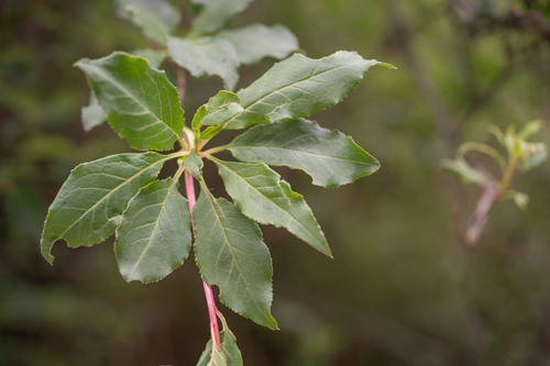 Enkianthus deflexus, photograph 6