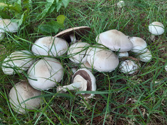 Agaricus