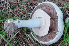Agaricus