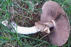 Agaricus