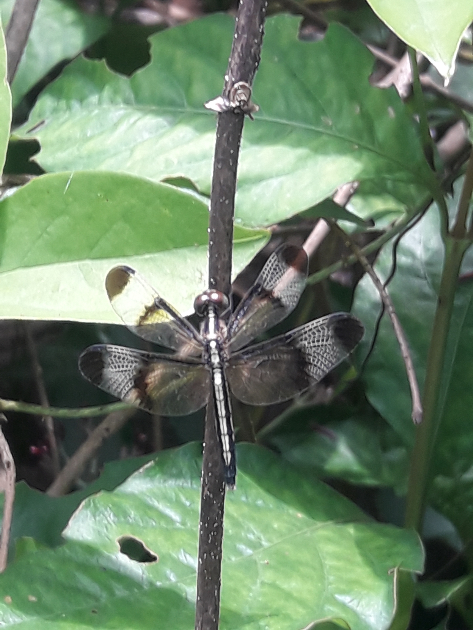 Pied Paddy Skimmer