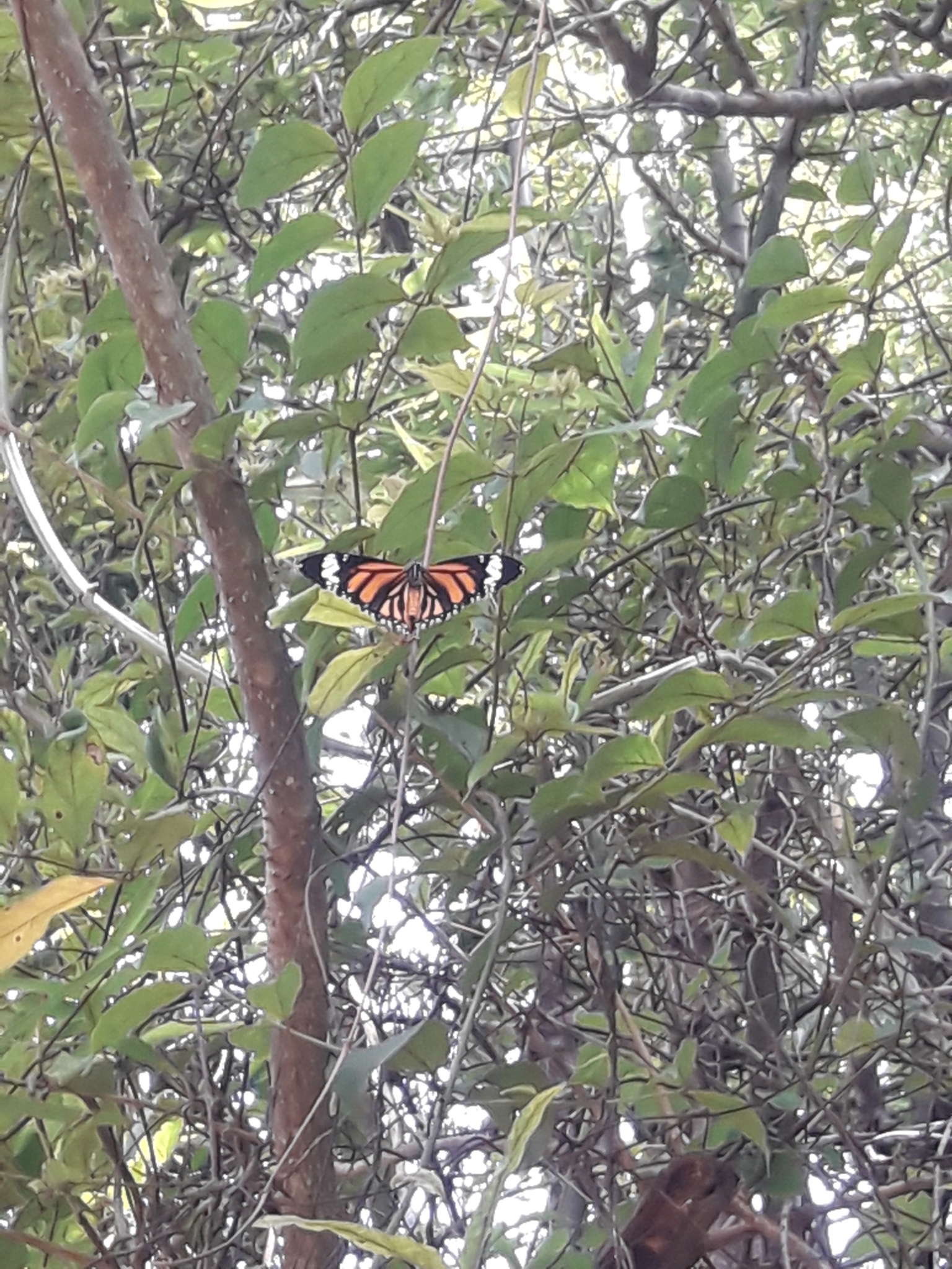 Striped Tiger