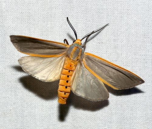 Yellow-edged Tussock Moth photo 5