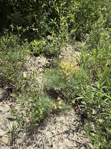 cypress spurge