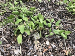 Lithospermum helleri