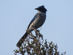 Aphelocoma woodhouseii woodhouseii