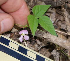 Phaseolus acutifolius