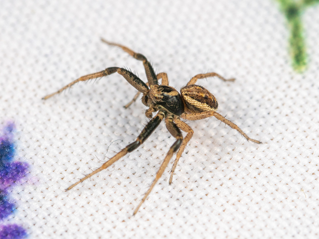 Psammitis ninnii