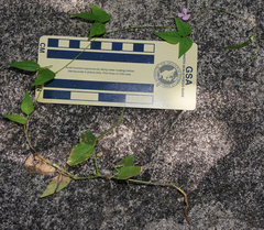 Phaseolus acutifolius