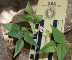 Phaseolus acutifolius