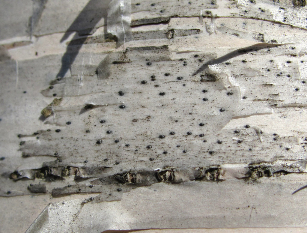 Arthopyrenia analepta