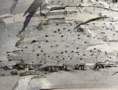 Arthopyrenia analepta