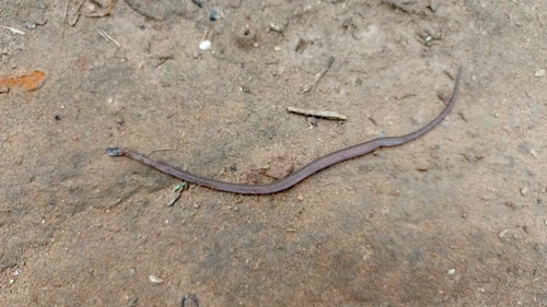 Variable Marsh Snake