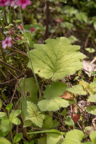 Primula mollis, photograph 2