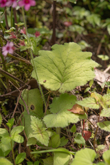 Primula mollis, photograph Morten Ross, CC BY, iNaturalist via GBIF