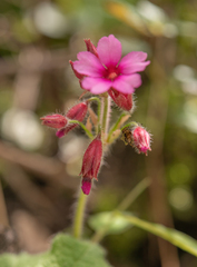 Primula mollis, photograph Morten Ross, CC BY, iNaturalist via GBIF