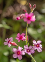 Primula mollis, photograph Morten Ross, CC BY, iNaturalist via GBIF