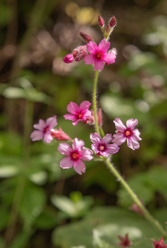 Primula mollis, photograph 3