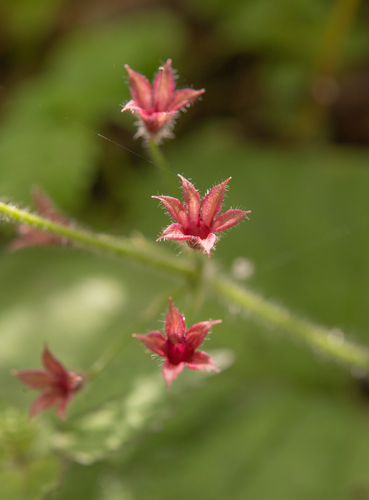 Primula mollis, photograph 6