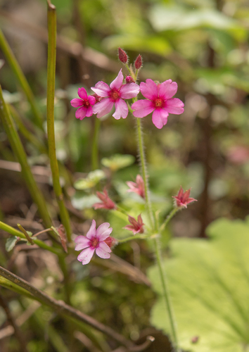 Primula mollis, photograph 1
