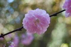 Prunus triloba