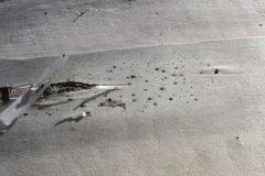 Arthopyrenia analepta