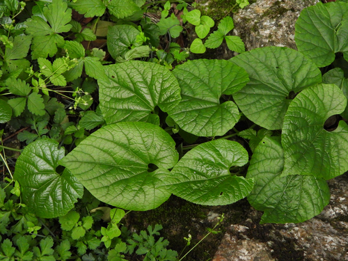 Thladiantha dentata