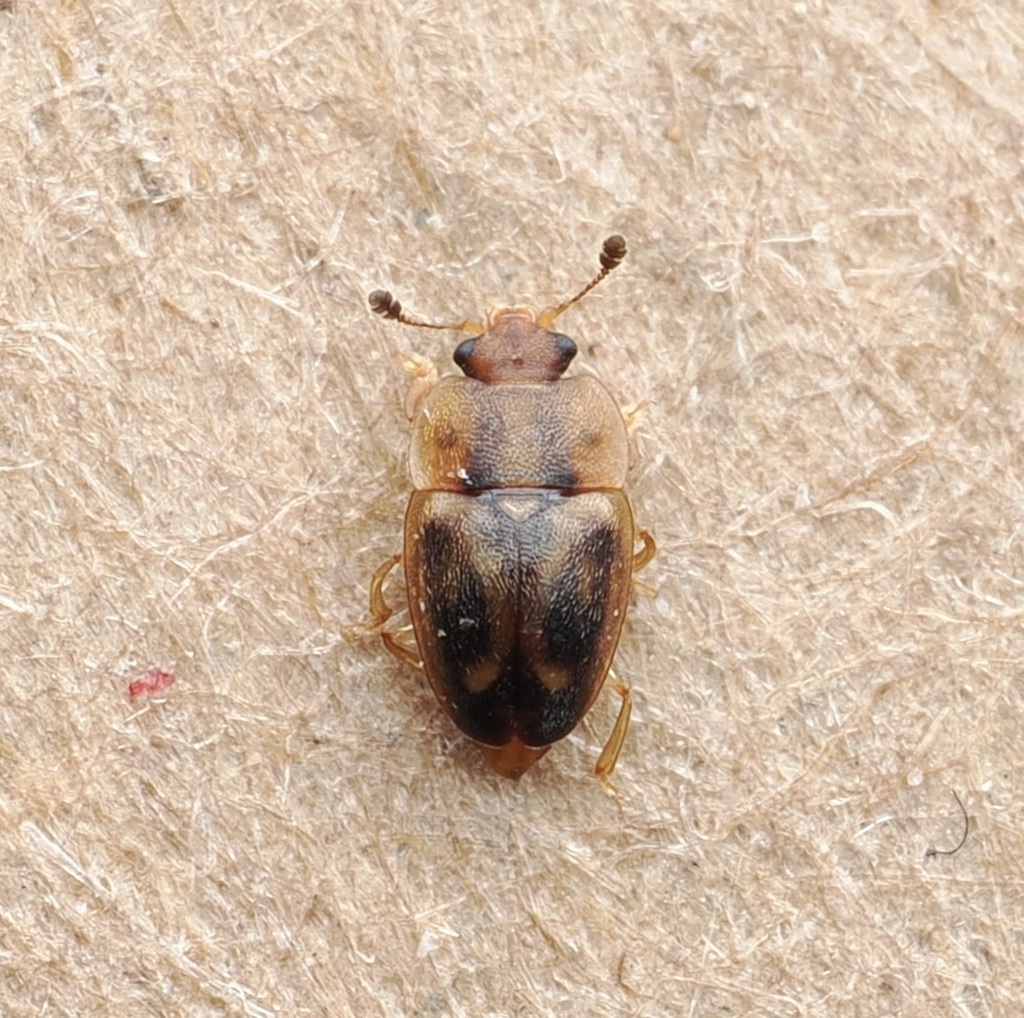 Epuraea imperialis