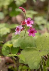 Primula mollis