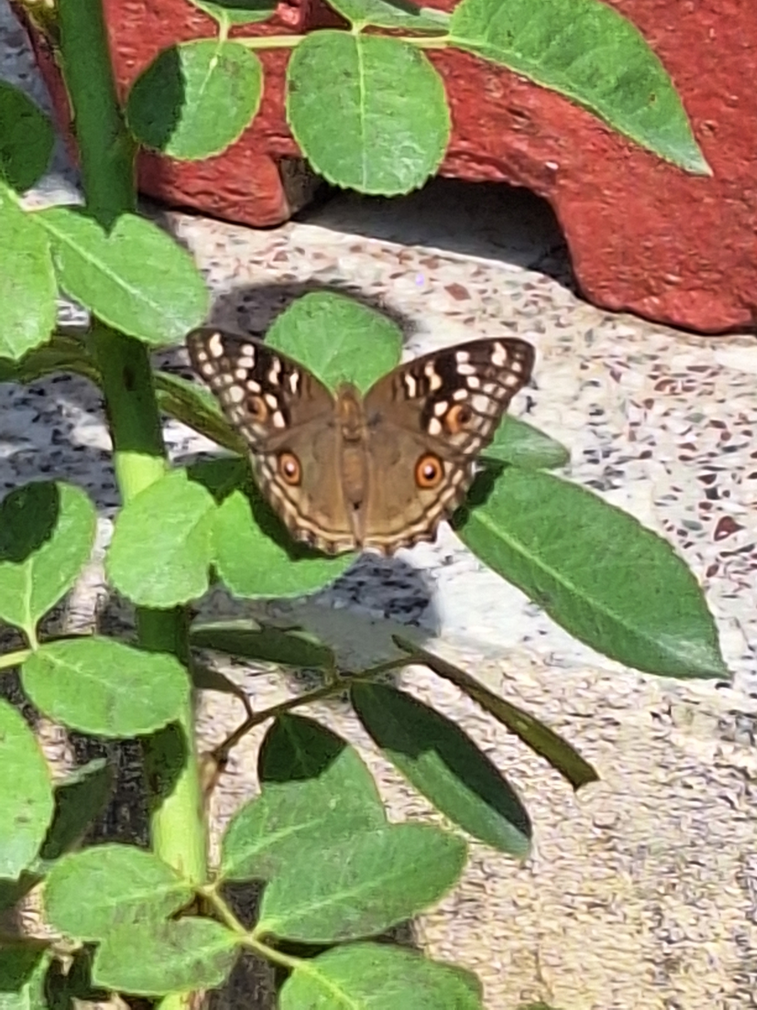 Lemon Pansy