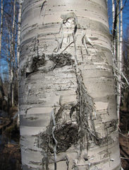 Arthopyrenia analepta