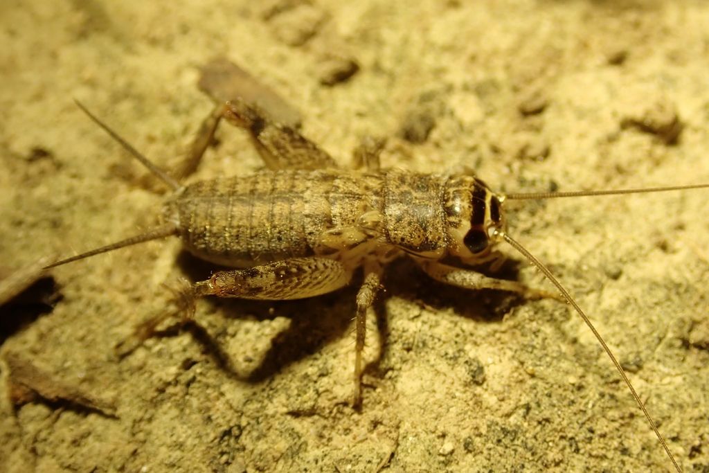 Modicogryllini