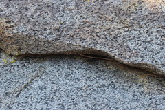 Masticophis taeniatus taeniatus