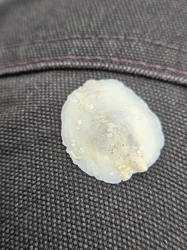 Maoricrypta immersa observed 2025-06-05