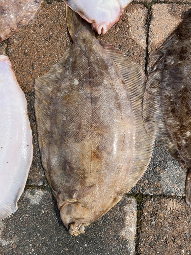 Lemon sole (Microstomus kitt) — Pleuronectidae — 5