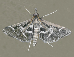 Diasemiodes janassialis