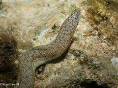 Shortfin Snake Moray photo 4
