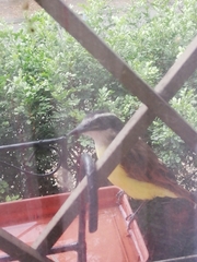 Pitangus sulphuratus