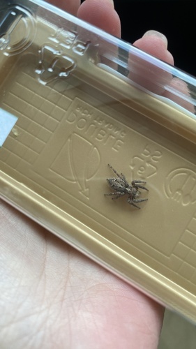 Pantropical Jumping Spider