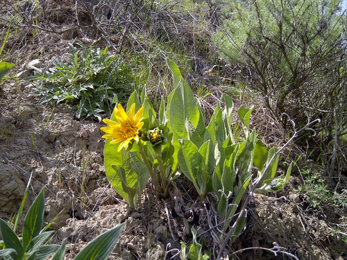 Whitehead Mule-ears