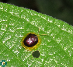 Charidotis furunculus
