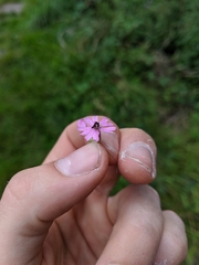 Microbotryum silenes-dioicae