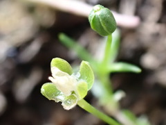 Sagina procumbens