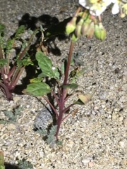 Chylismia claviformis integrior