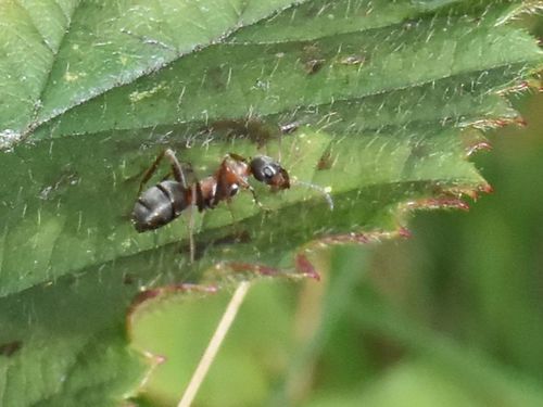 Red-barbed Ant, Groesbeek, Nederland, photo 10 of 10