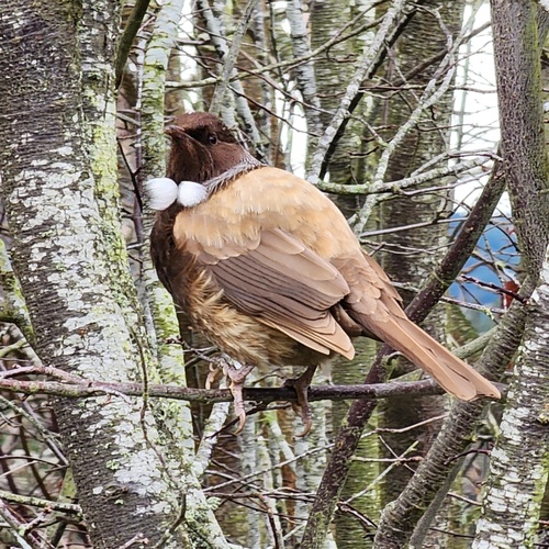 Tūī, photo 6 of 7
