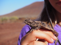 Phrynosoma goodei