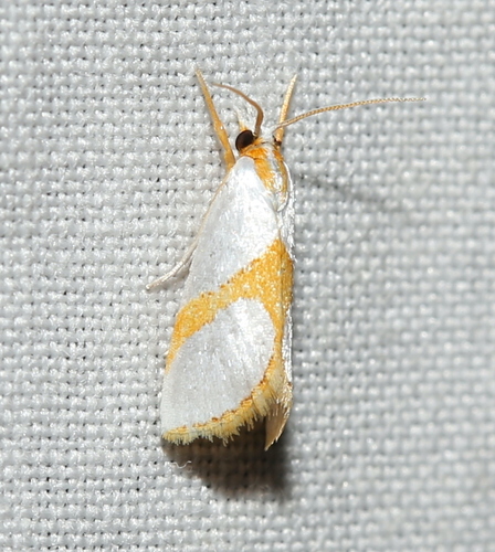Curved-lined Vaxi Moth photo 3